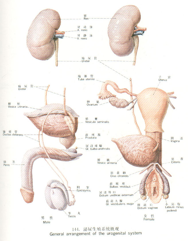 男性生殖器图