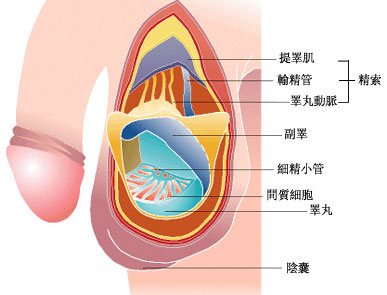 阳痿的症状图片