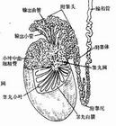 男性睾丸炎图片