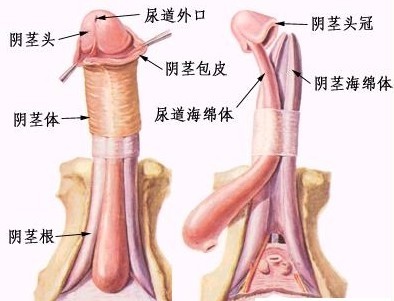 龟头炎的症状及图片