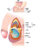 睾丸图片